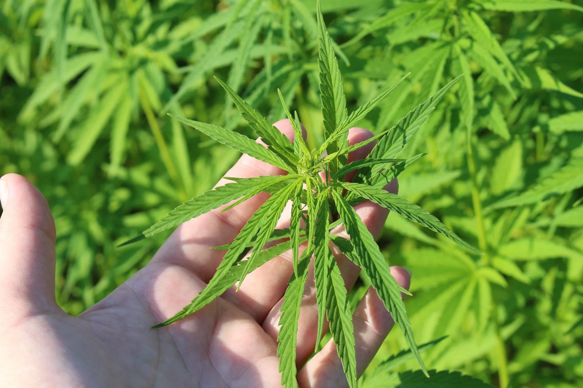Plantas de cáñamo industrial en cultivo