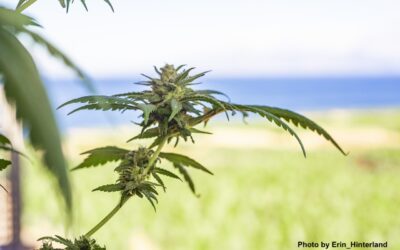 Reclasificación del cannabis en la lista III: un paso adelante, pero no suficiente.